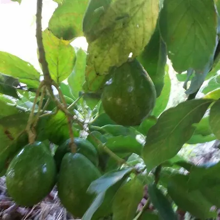 Lejlighed Vv - Casa Clary -finca Medina *